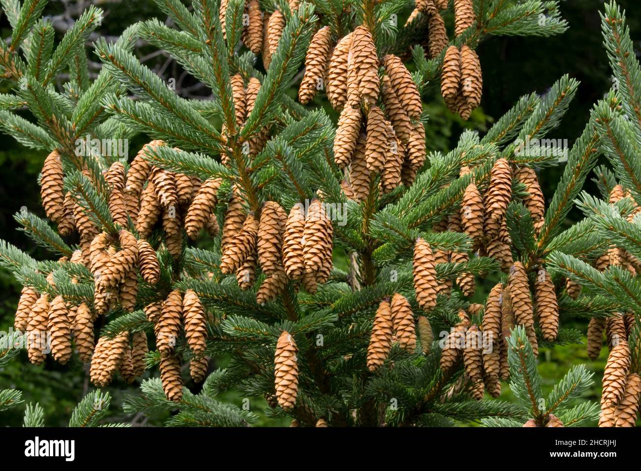 Il bianco Spruce, un albero nativo del Nord America, avrà spesso abbondanti anni di coni che corrono in cicli e colpisce le popolazioni di fauna selvatica. Foto Stock