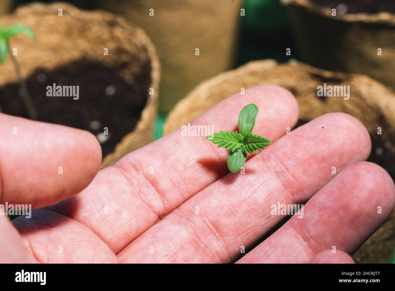 piccola pianta di piantine di cannabis allo stadio della vegetazione tenuta a mano, ecepzioni di coltivazione in una marijuana indoor per scopi medici Foto Stock
