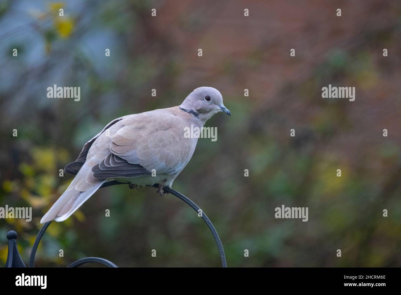 Singola colava eurasiatica Streptopelia decaotto che si trova sulla sommità di un alimentatore di uccelli da giardino domestico con un fondo colorato diffuso Foto Stock