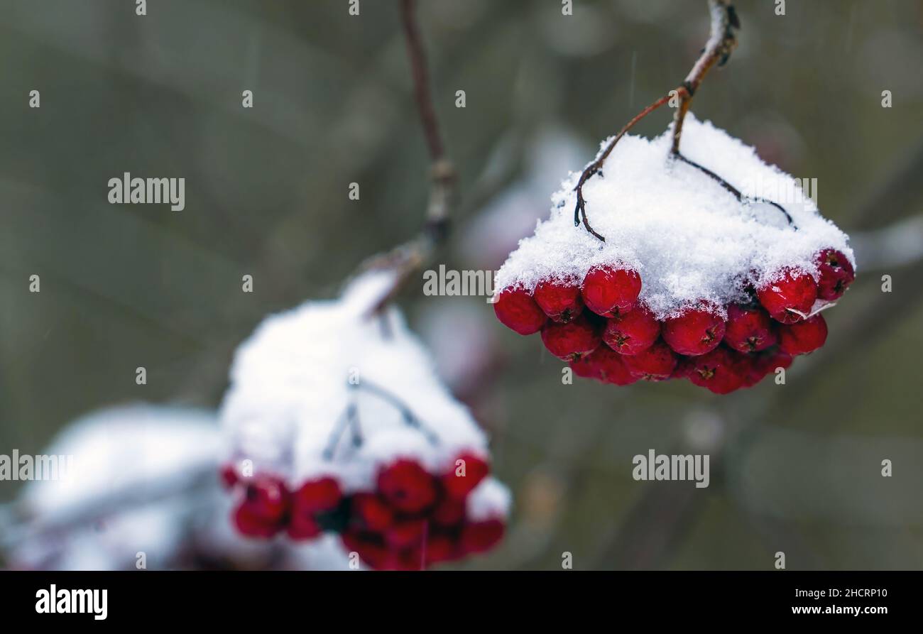 I grappoli di cenere rossa di montagna sui rami sono cosparsi di neve bianca. Foto Stock