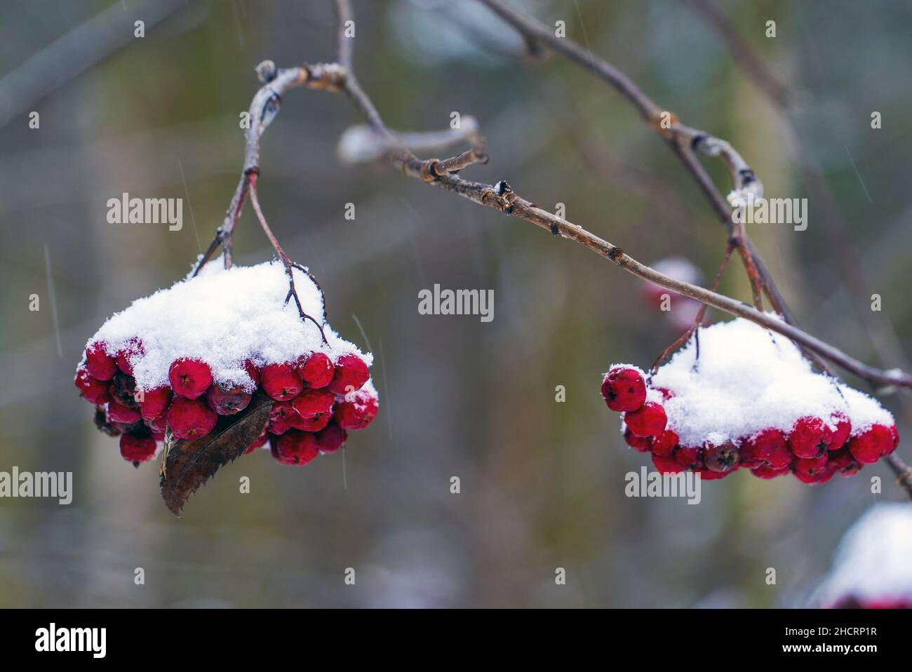 I grappoli di cenere rossa di montagna sui rami sono cosparsi di neve bianca. Foto Stock