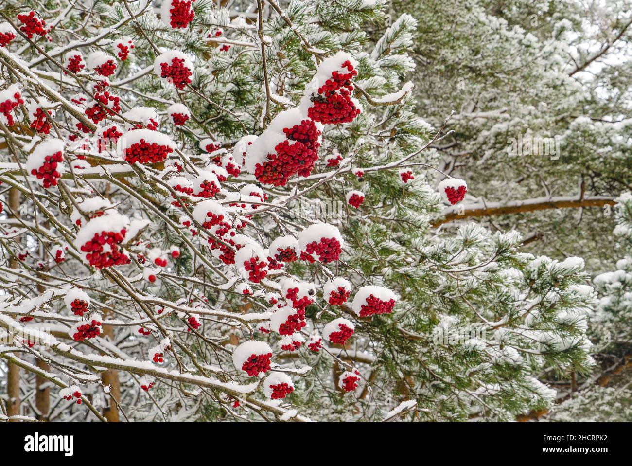 I grappoli di cenere rossa di montagna sui rami sono cosparsi di neve bianca. Foto Stock