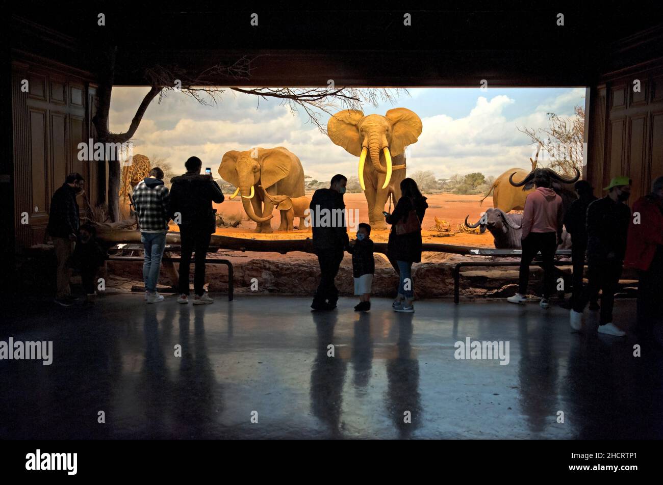 Diorama elefante africano al Museum of Natural History, Los Angeles, CA, USA Foto Stock