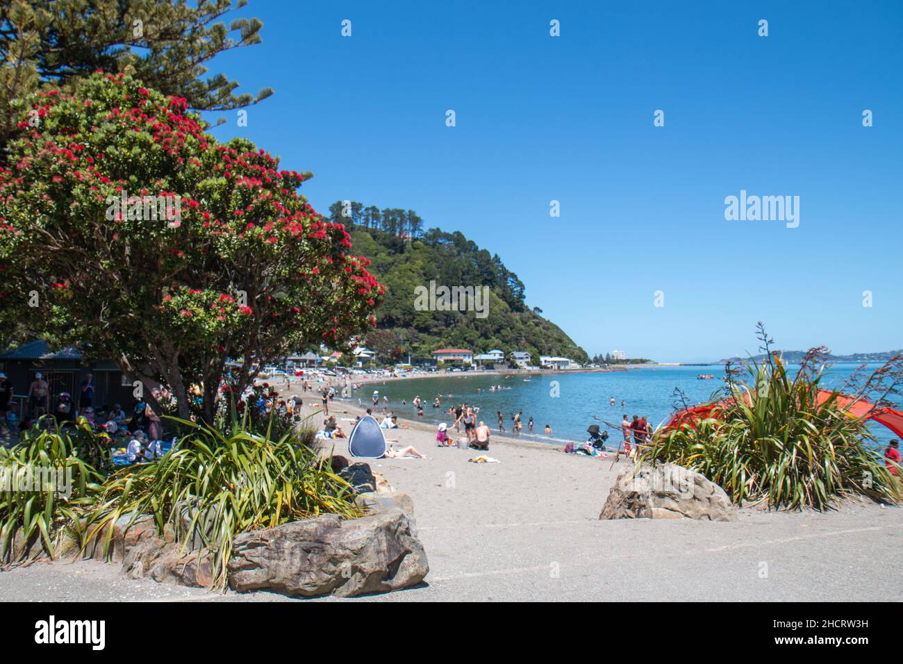 Giorno di Capodanno 2022, affollato e a scorching, a Days Bay, Wellington, Nuova Zelanda. Spiaggia e un albero di Natale NZ in fiore (Pōhutukawa) Foto Stock