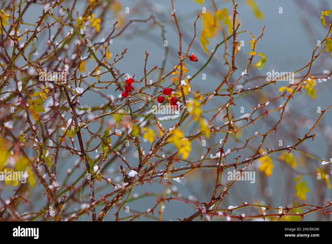 Anche di rosa con particelle di ghiaccio sui rami in Steveston British Columbia Canada Foto Stock