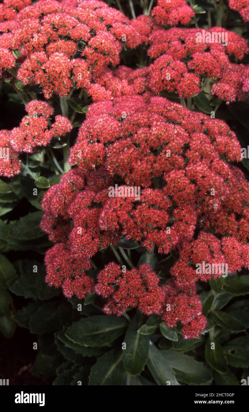 Ilotelephium spectabile (syn. Sedum spectabile) comunemente conosciuto come stonecrop showy, pianta del ghiaccio o stonecrop della farfalla. Foto Stock