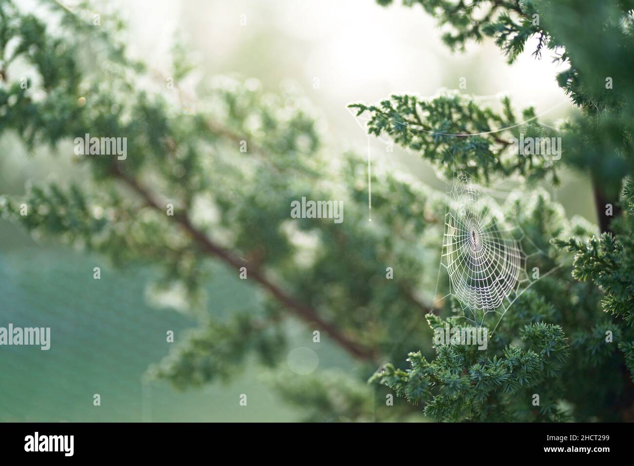 Gocce di rugiada sul web.View rami di pino con gocce di rugiada Foto Stock