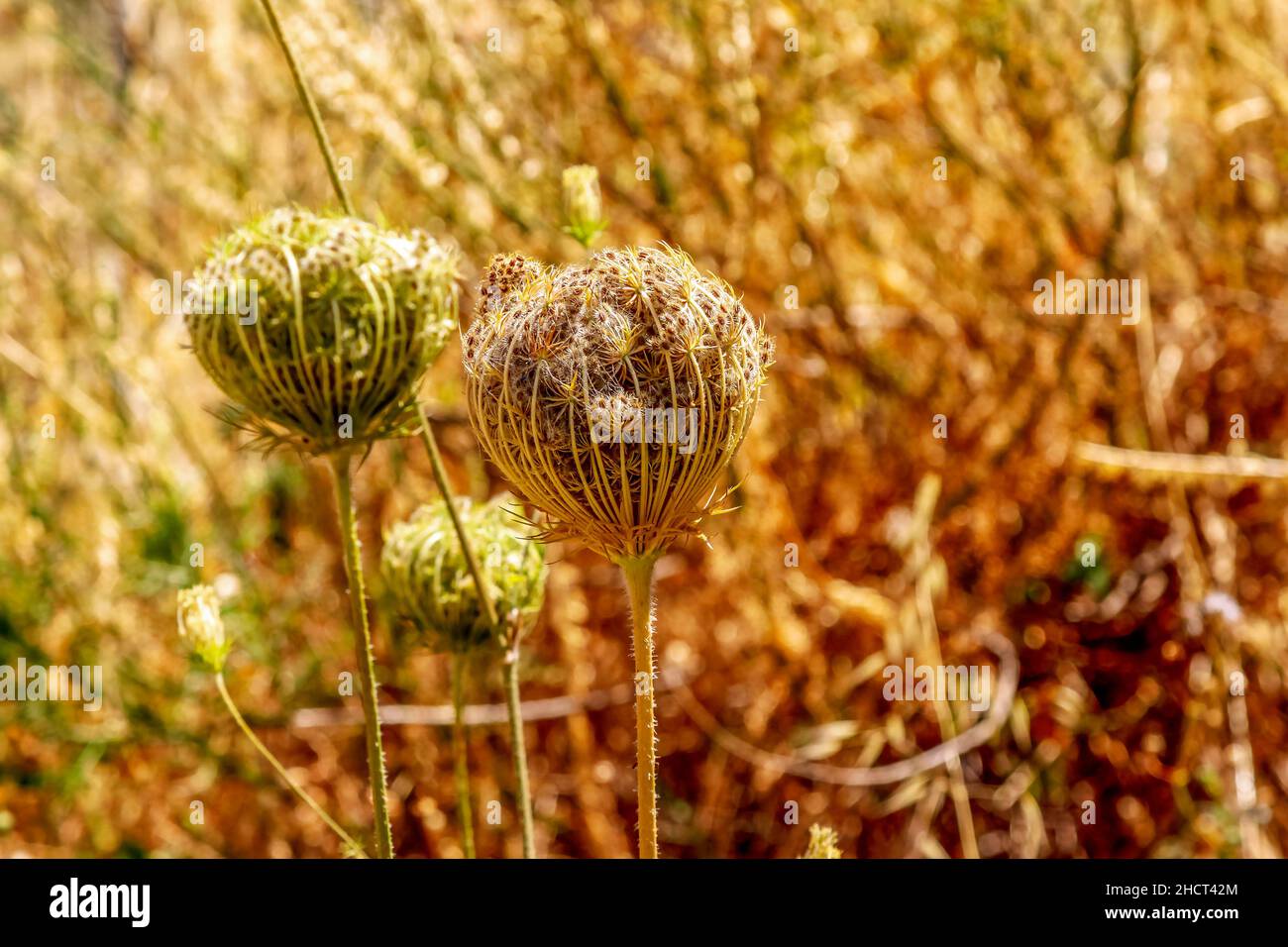 Fiori nel sud Italia su rocce ripide, Calabria Foto Stock