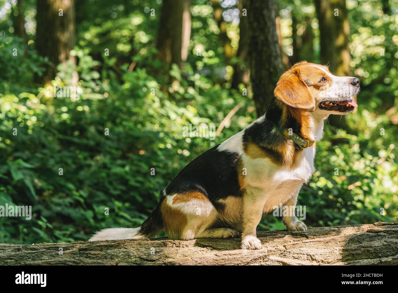 Bel cane Beagle nei boschi, copyspace per il tuo testo individuale Foto Stock