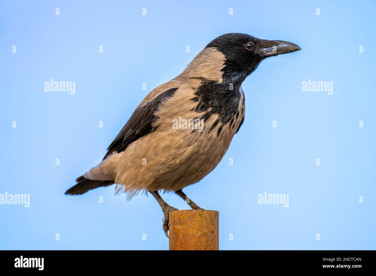 Corvo con cappuccio (Cornix Corvus) Foto Stock