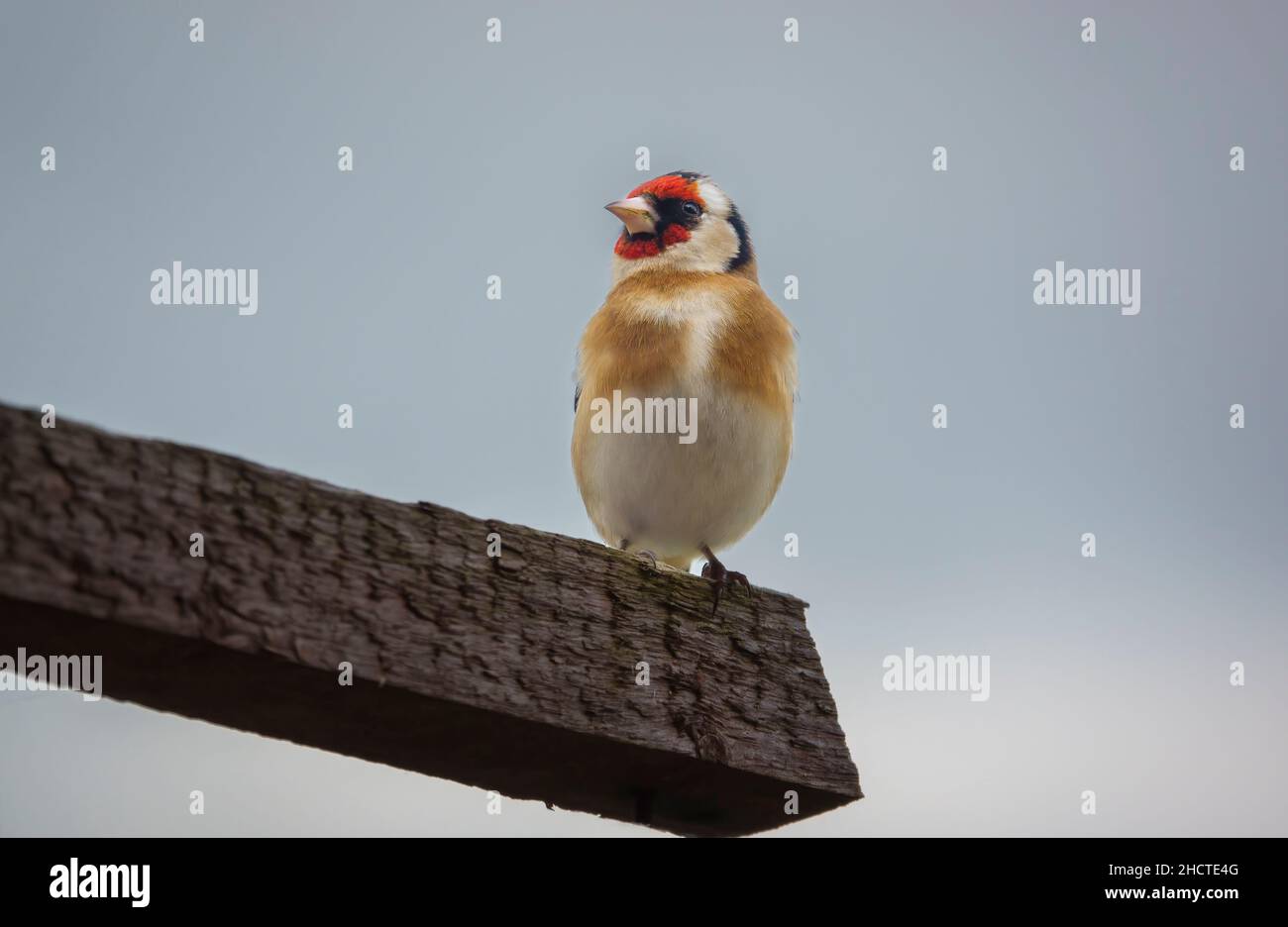 Primo piano di un orafo (Carduelis carduelis) arroccato sul lato di un alimentatore di semi di uccelli Foto Stock