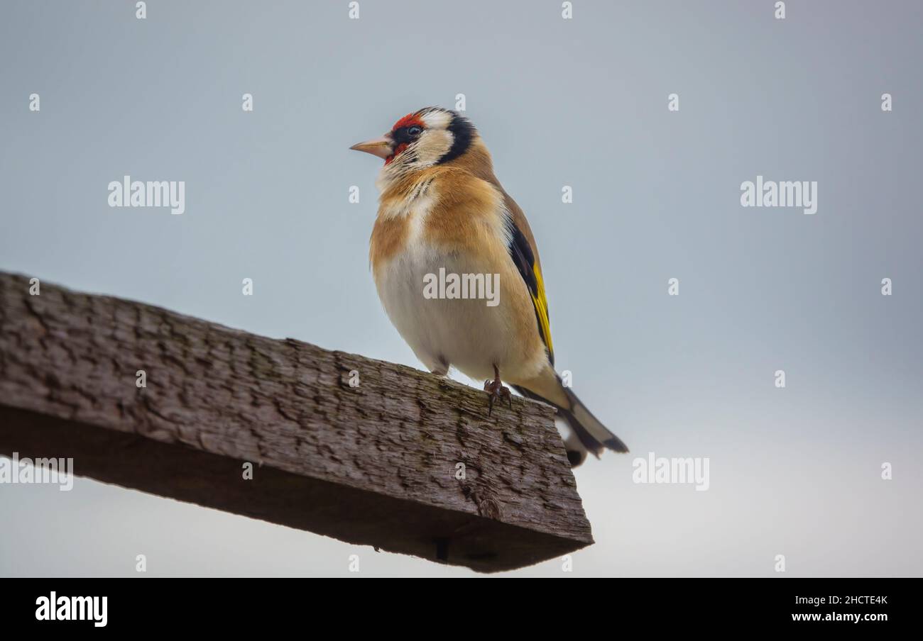 Primo piano di un orafo (Carduelis carduelis) arroccato sul lato di un alimentatore di semi di uccelli Foto Stock