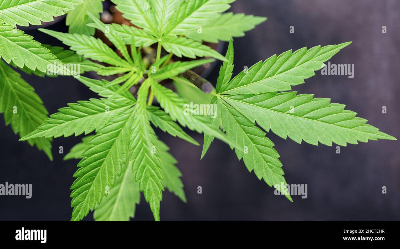 Pianta matura di Marijuana con foglie. Texture delle piante di Marijuana presso la Fattoria Indoor Cannabis. Piante di cannabis che crescono al coperto con la giovane pianta di Marijuana Foto Stock