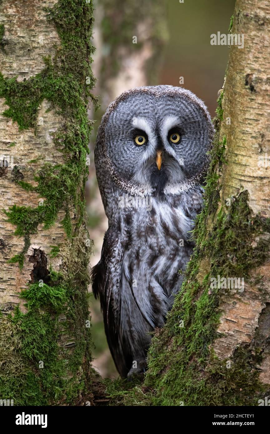 Great Gray Owl (Strix nebulosi) che guarda attraverso gli alberi di betulla nel cuore di una foresta Foto Stock