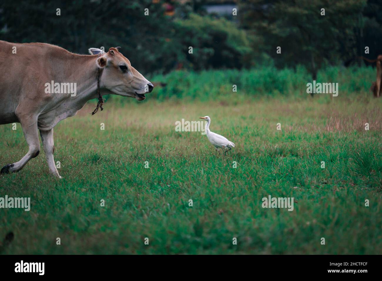 Bellissimo scatto di una mucca marrone e un airone bianco in un campo Foto Stock