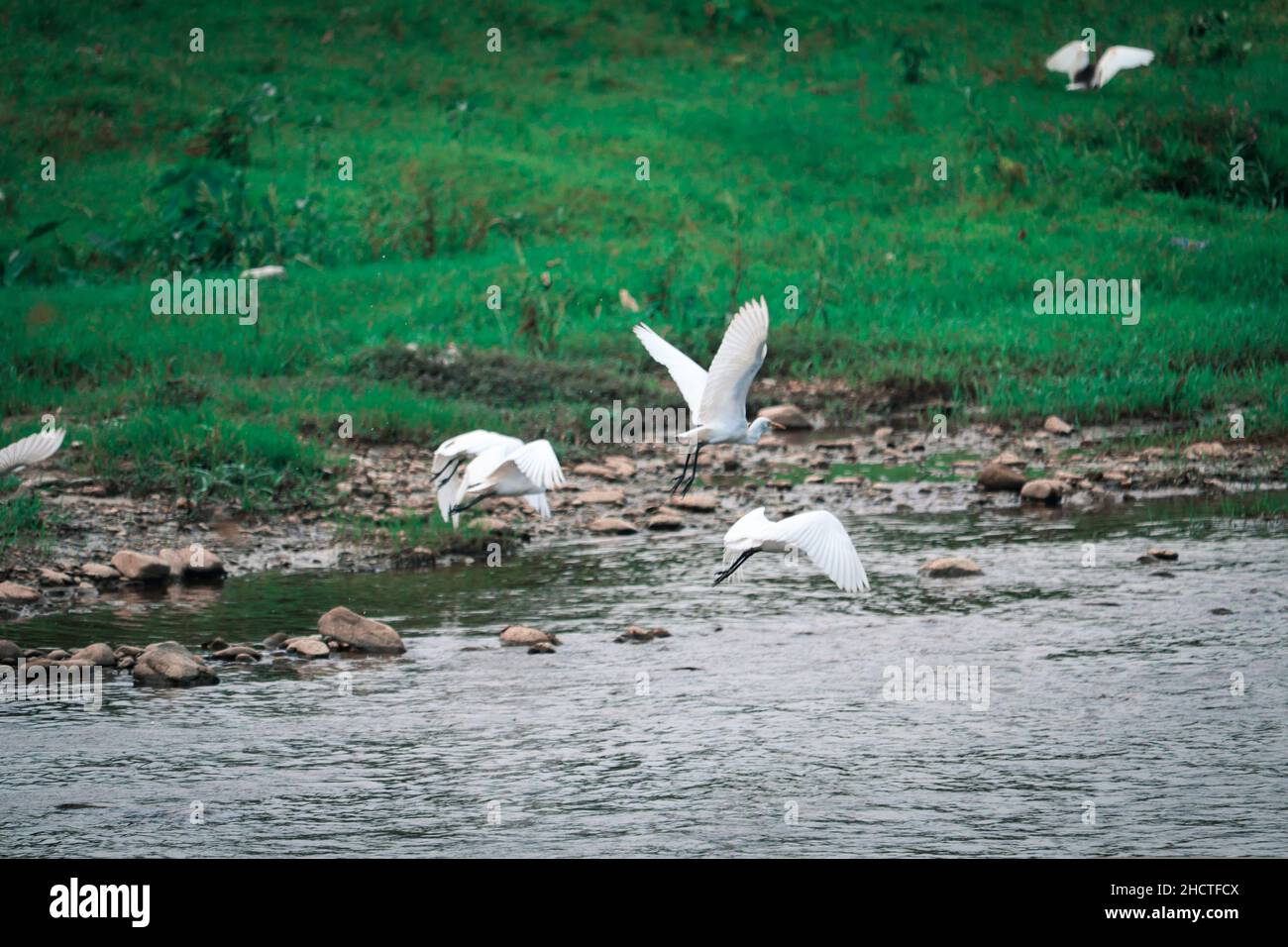 Bellissimo scatto di aironi bianchi che volano sopra il fiume Foto Stock