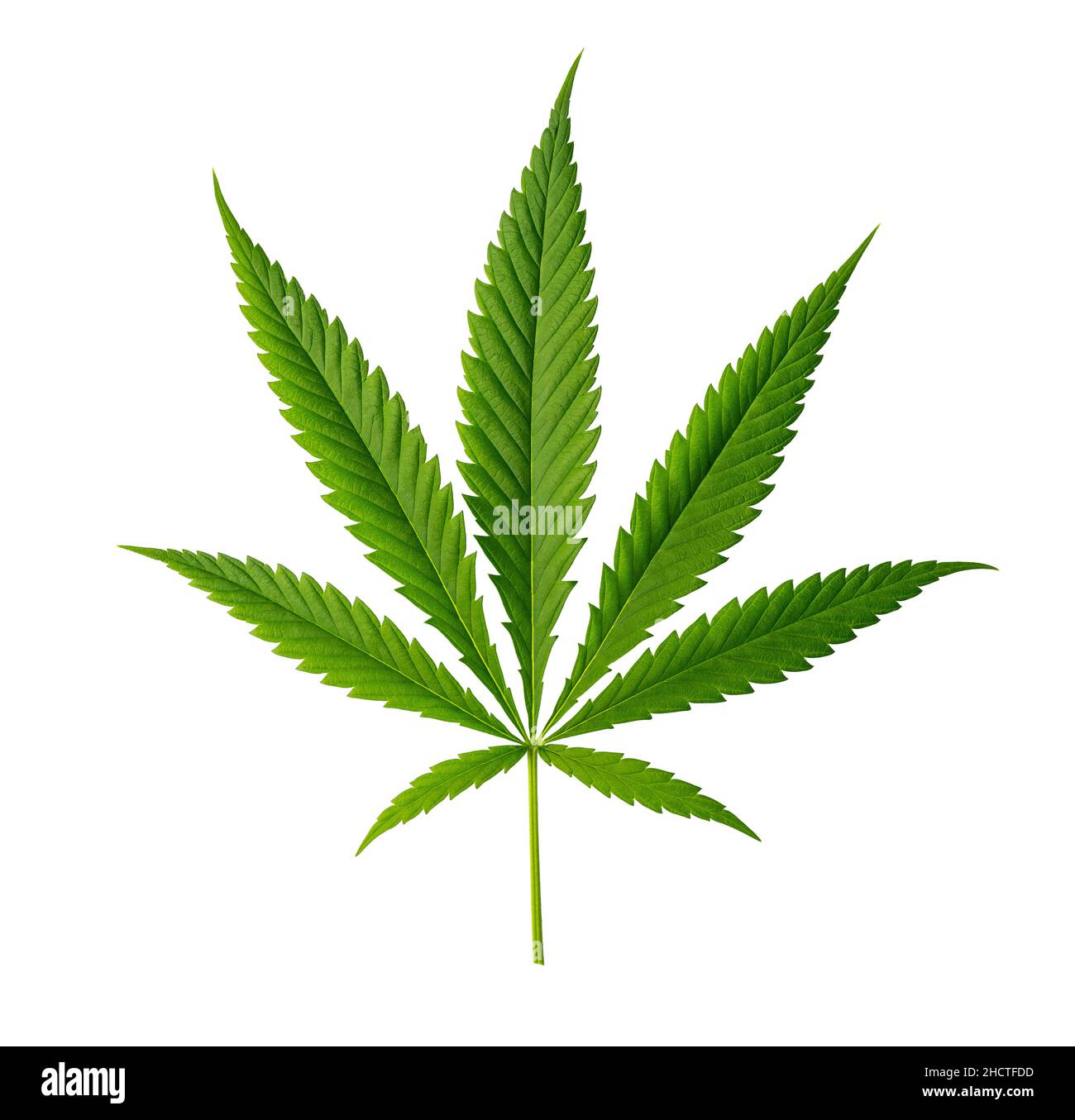 Cannabis leaf isolati su sfondo bianco Foto Stock