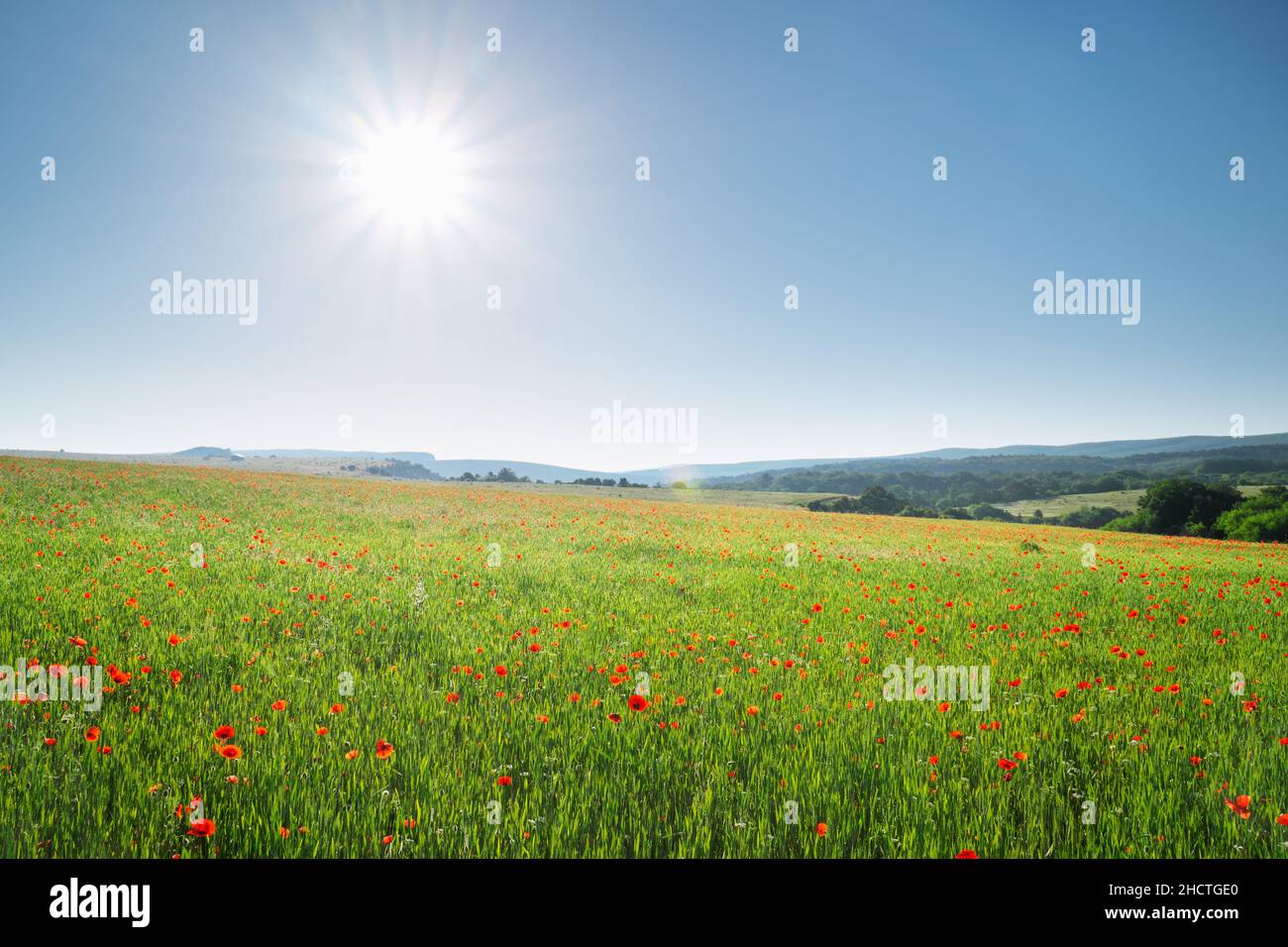 Fiori di primavera in verde prato e cielo blu. Splendidi paesaggi. Foto Stock
