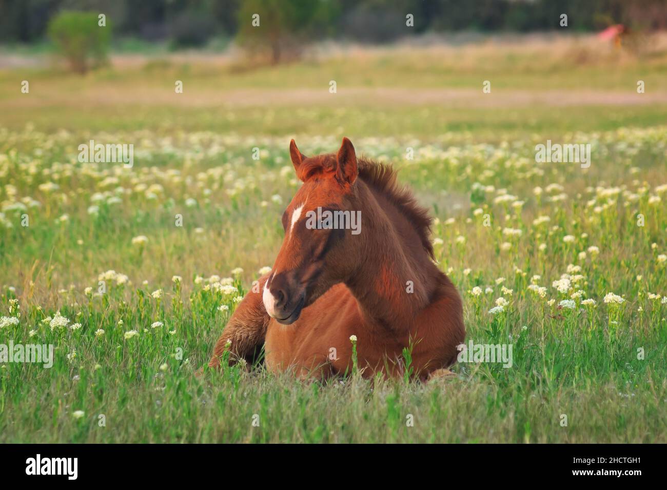 Giovane cavallo che riposa sul prato verde. Composizione della natura. Foto Stock