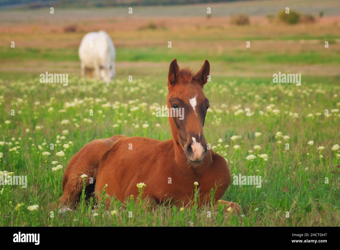 Giovane cavallo che riposa sul prato verde. Composizione della natura. Foto Stock