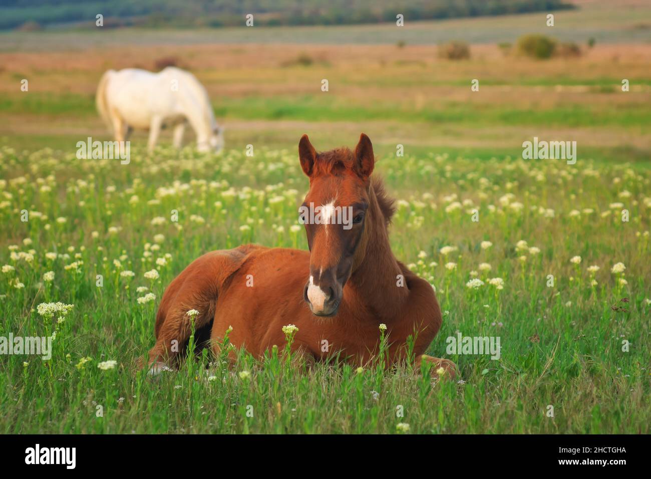 Giovane cavallo che riposa sul prato verde. Composizione della natura. Foto Stock