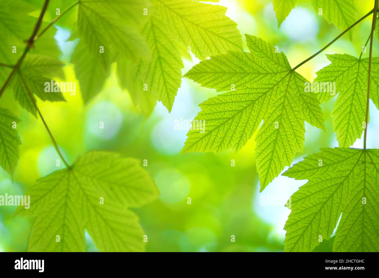 Verde foglia di primavera di acero e bello sfondo bokeh. Composizione della natura. Foto Stock