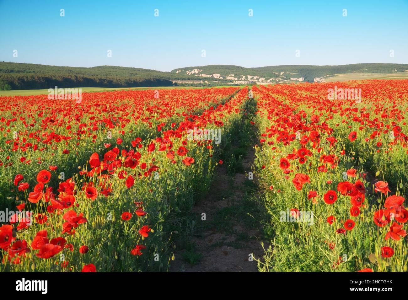 File di papaveri fiori al giorno. Natura agricola e paesaggio composizione. Foto Stock