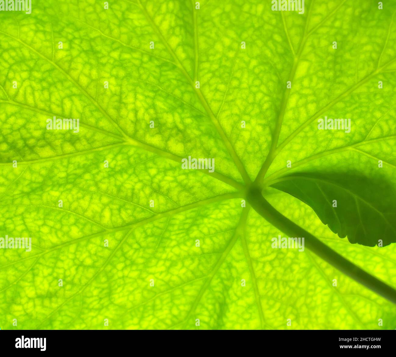 Macro di texture foglia verde. Sfondo della natura. Foto Stock
