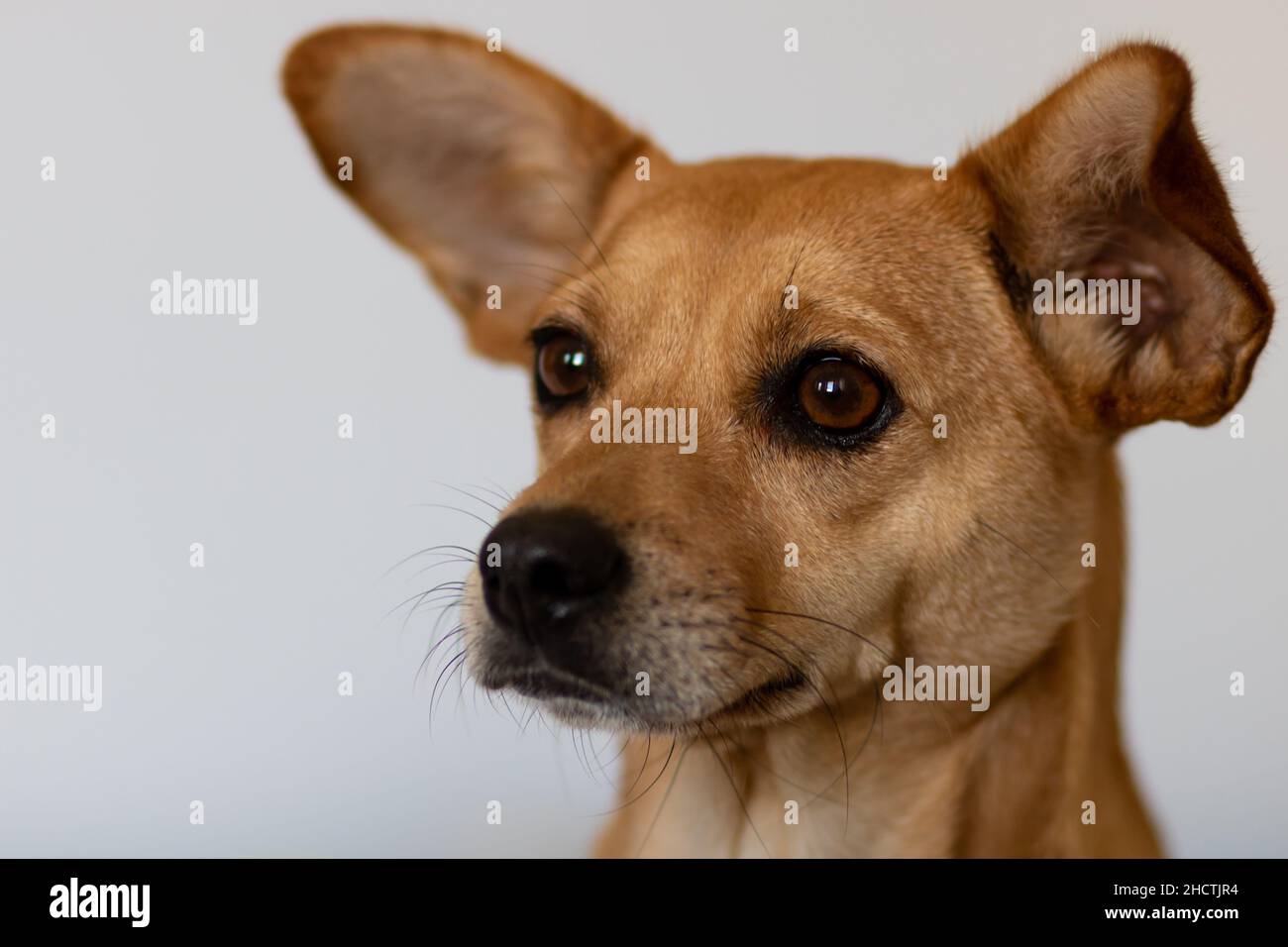 Primo piano di carino giovane cane marrone misto razza con grandi orecchie guardando avanti e prestando attenzione isolato su sfondo chiaro Foto Stock