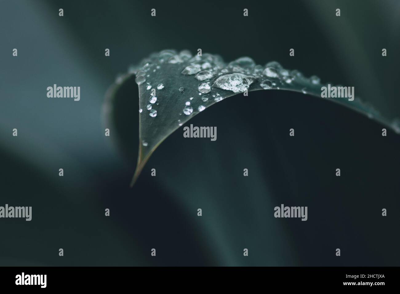 Macro fotografia di Agave attenuata o Foxtail pianta presa dopo la pioggia, mostrando il dettaglio della foglia con gocce d'acqua e sfondo sfocato Foto Stock