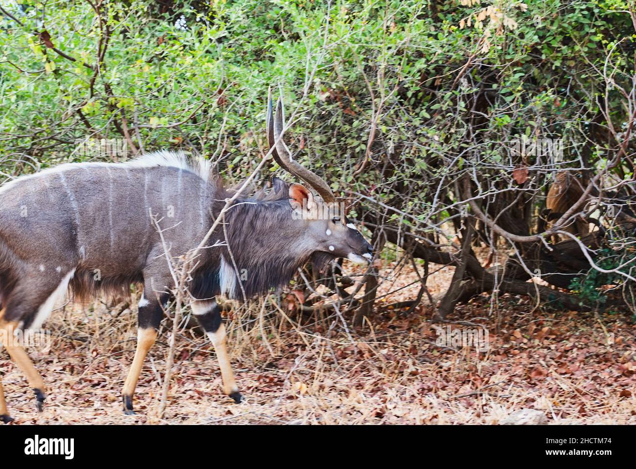 Forte e fiero toro di nyala, Tragelaphus angasii, è un'antilope a spirale con corna originaria dell'Africa meridionale, che naviga nel paesaggio del cespuglio africano Foto Stock