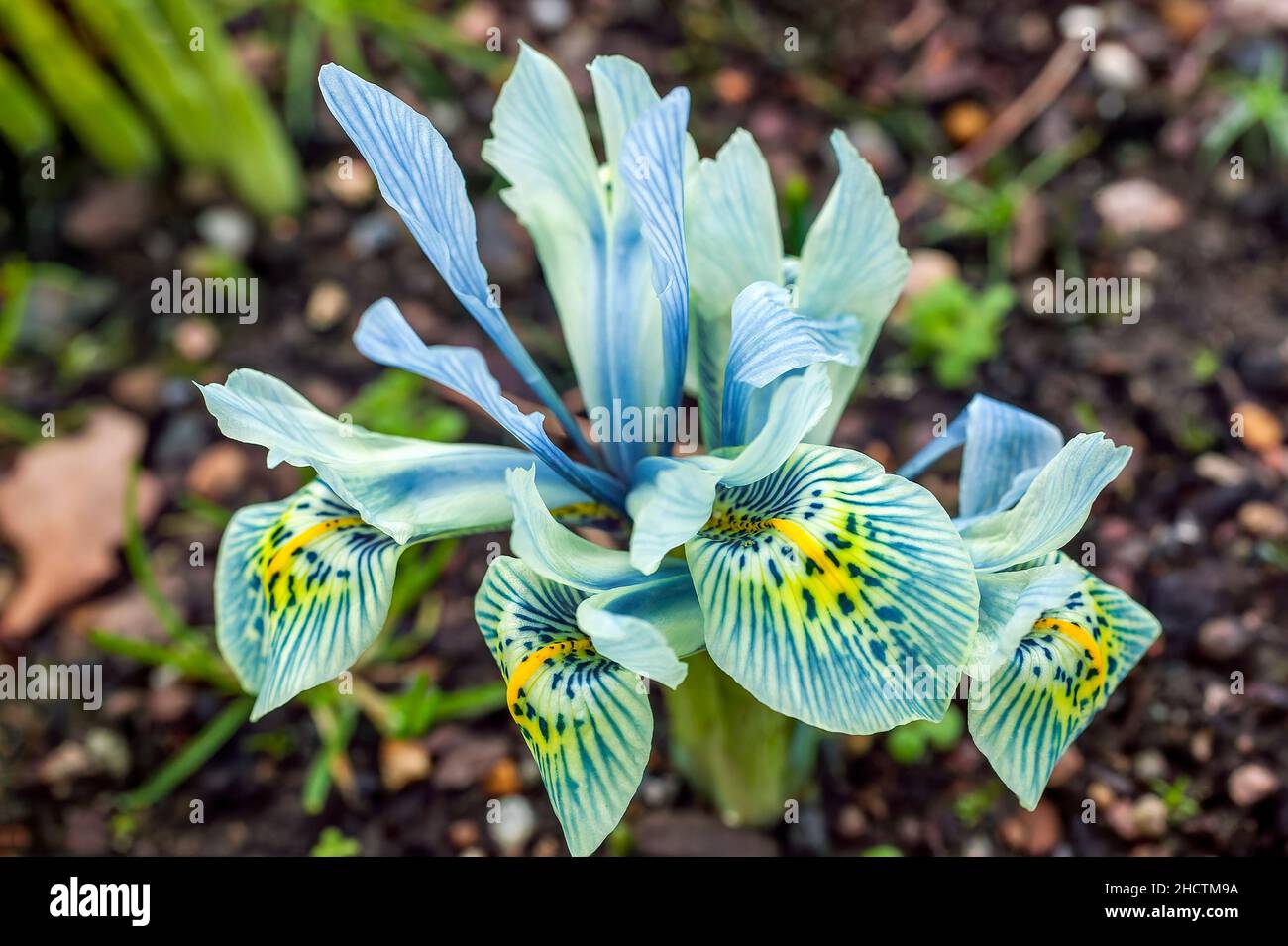 Iris reticolata 'Katharine Hodgkin' un bulbo di piante in fiore primavera invernale con un fiore blu primavera, foto di scorta Foto Stock