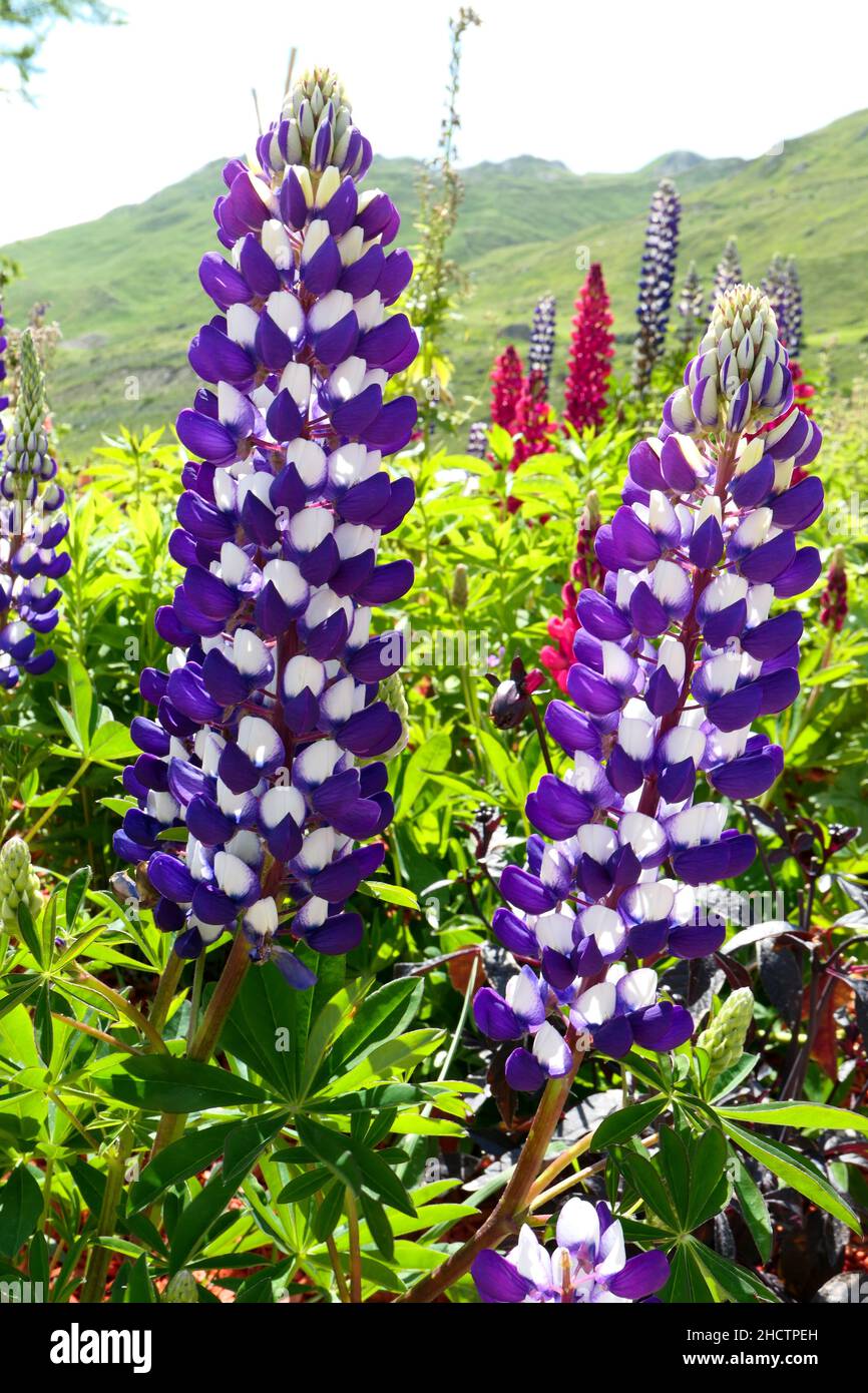 Bellissimo fiore viola lupino. Primo piano su due lupinus viola nella natura. Foto Stock
