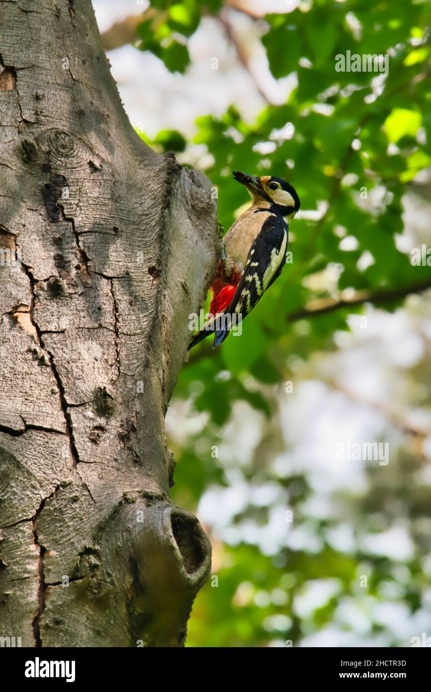 woodpecker su un albero vicino alla sua casa primo piano Foto Stock