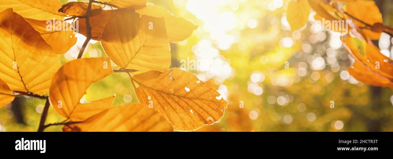 Le foglie di faggio autunnali decorano un bellissimo sfondo naturale con terreno boschivo, formato panorama Foto Stock