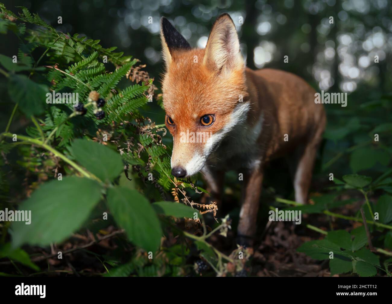 Primo piano di un cucciolo di volpe rossa (Vulpes vulpes) nella foresta, Regno Unito. Foto Stock