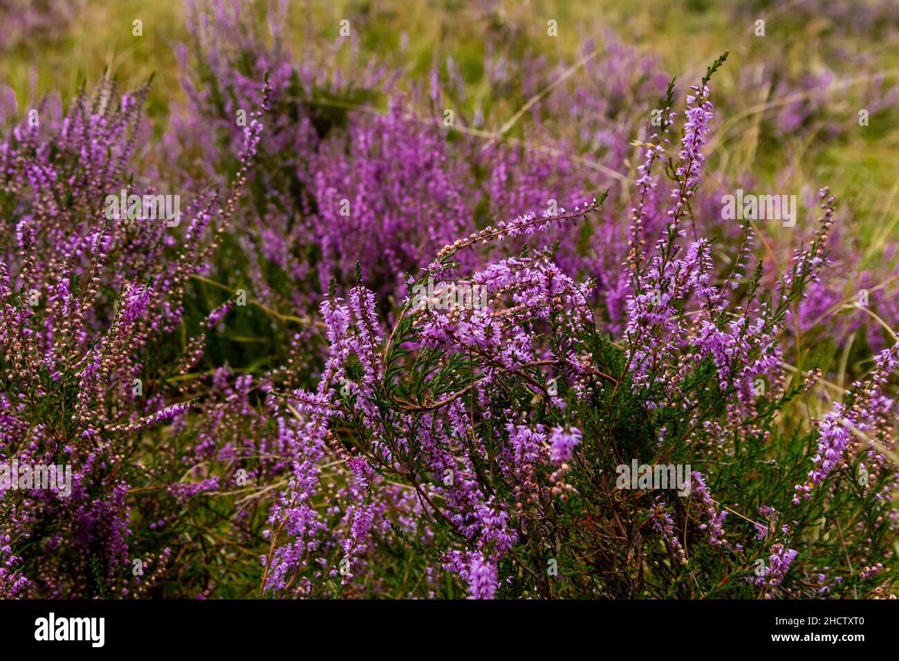 Die Lüneburger Heide in Niedersachsen im Sommer zur Heideblüte Foto Stock