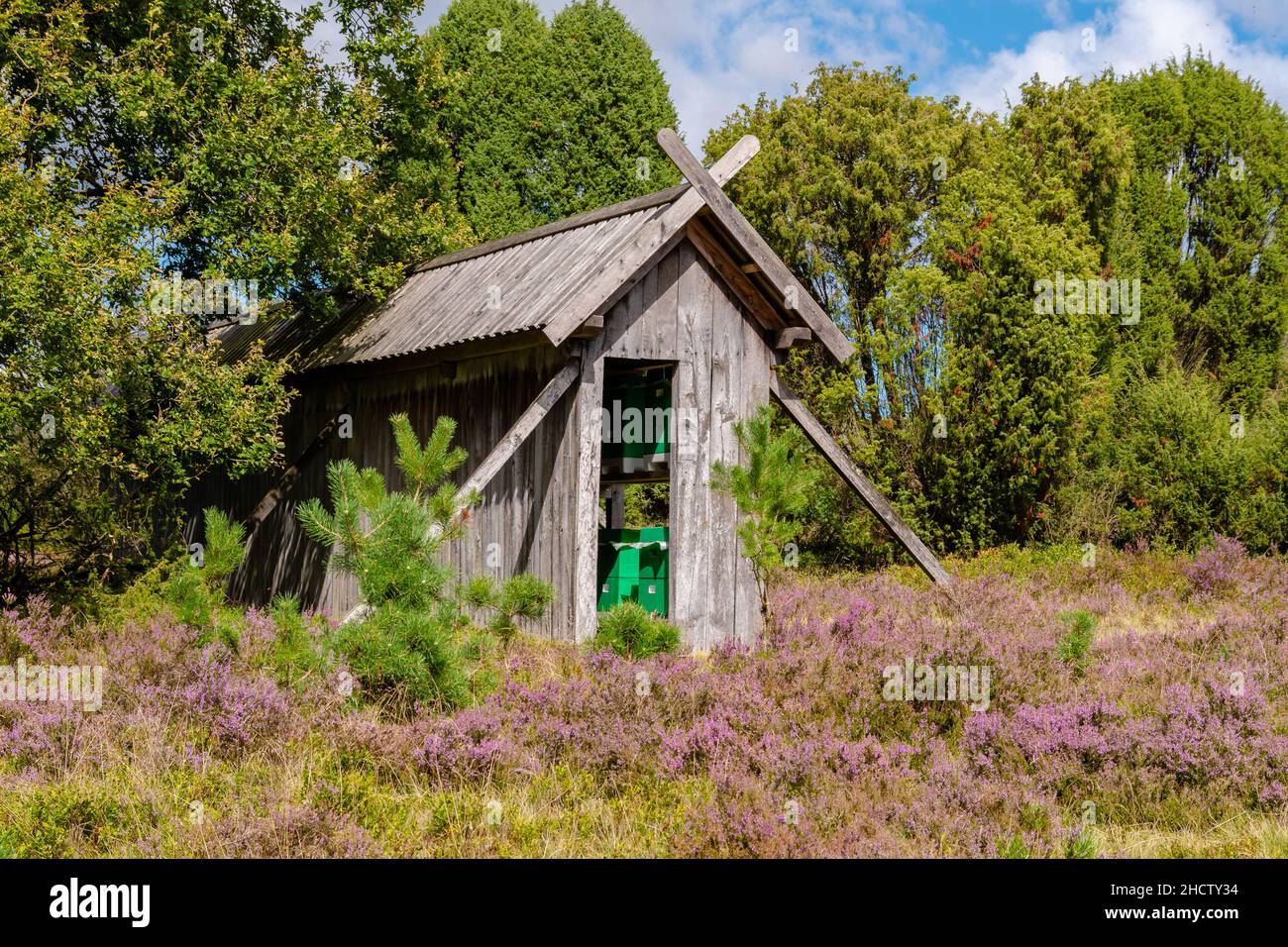 Die Lüneburger Heide in Niedersachsen im Sommer zur Heideblüte Foto Stock