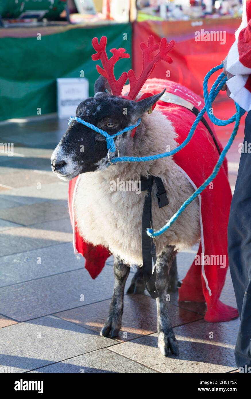 Pecora scozzese con faccia nera vestita per il Natale Santa Run, Helensburgh, Argyll, Scozia con cappotto rosso e corna di renna. Foto Stock