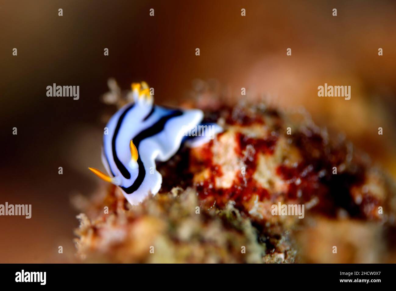 Chromodoris boucheti nudibranch su un Corallo. Isola di Mafia, Tanzania Foto Stock