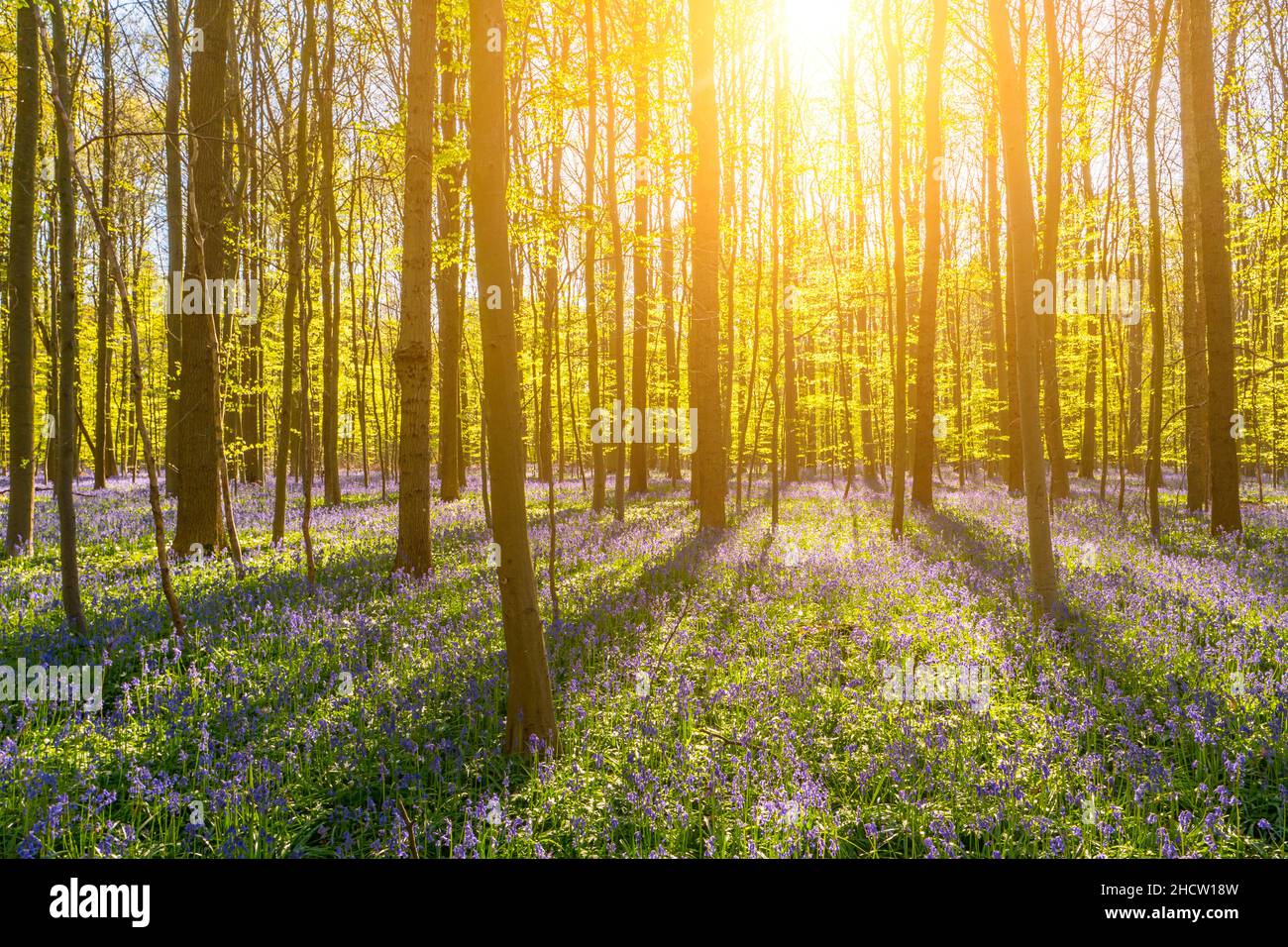 la sera tardi il sole passa attraverso un grumo di faggi con bluebells Foto Stock