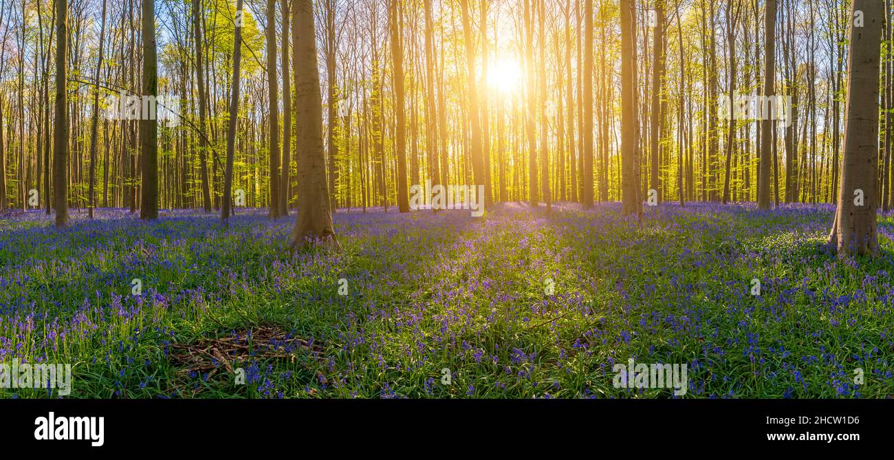 Hallerbos, faggeta di Halle. Tappeto naturale pieno di campane blu fiori panorama Foto Stock