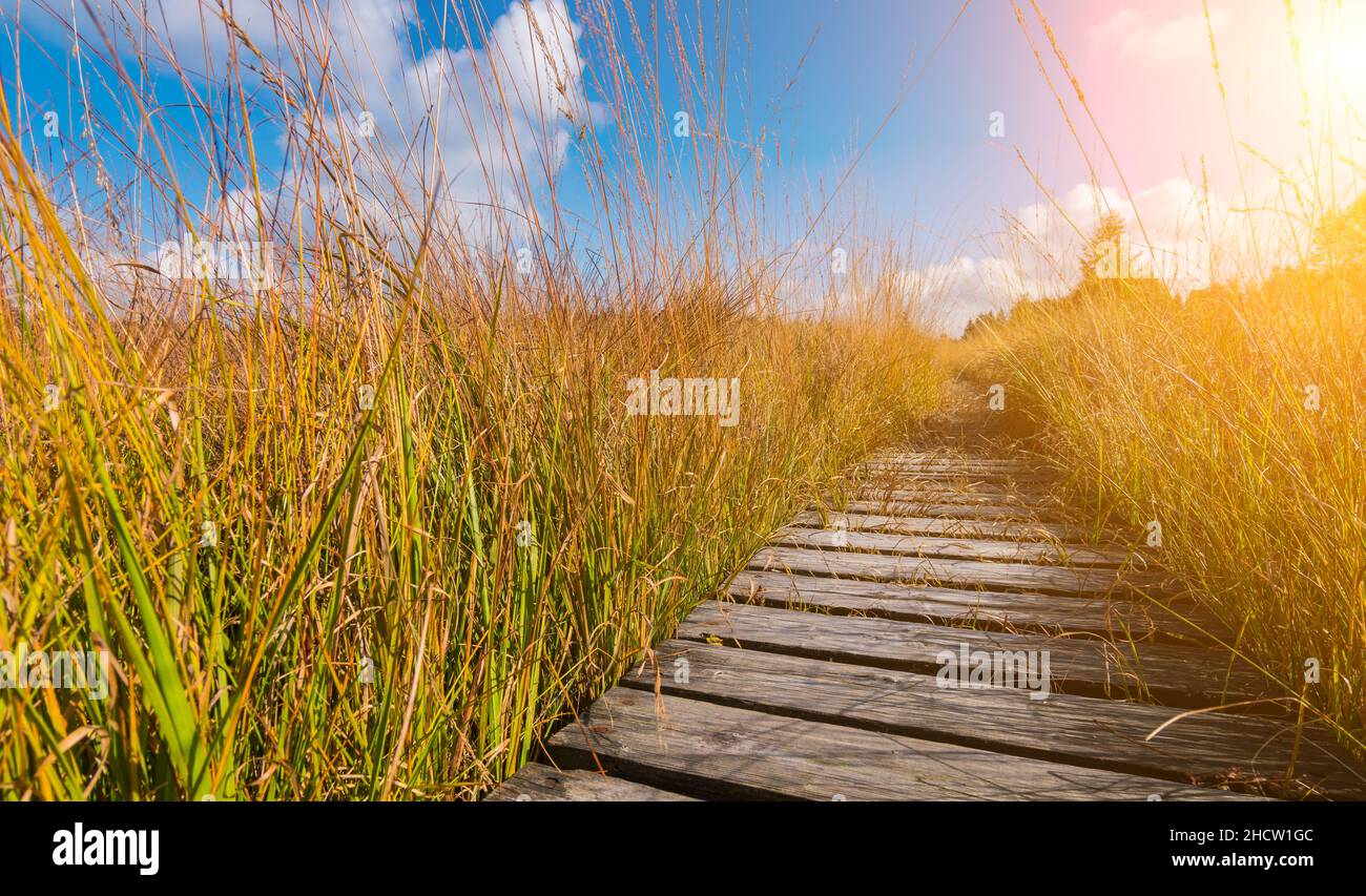 Passerella per il moor High Fens in autunno, Belgio, Hohes Venn Foto Stock