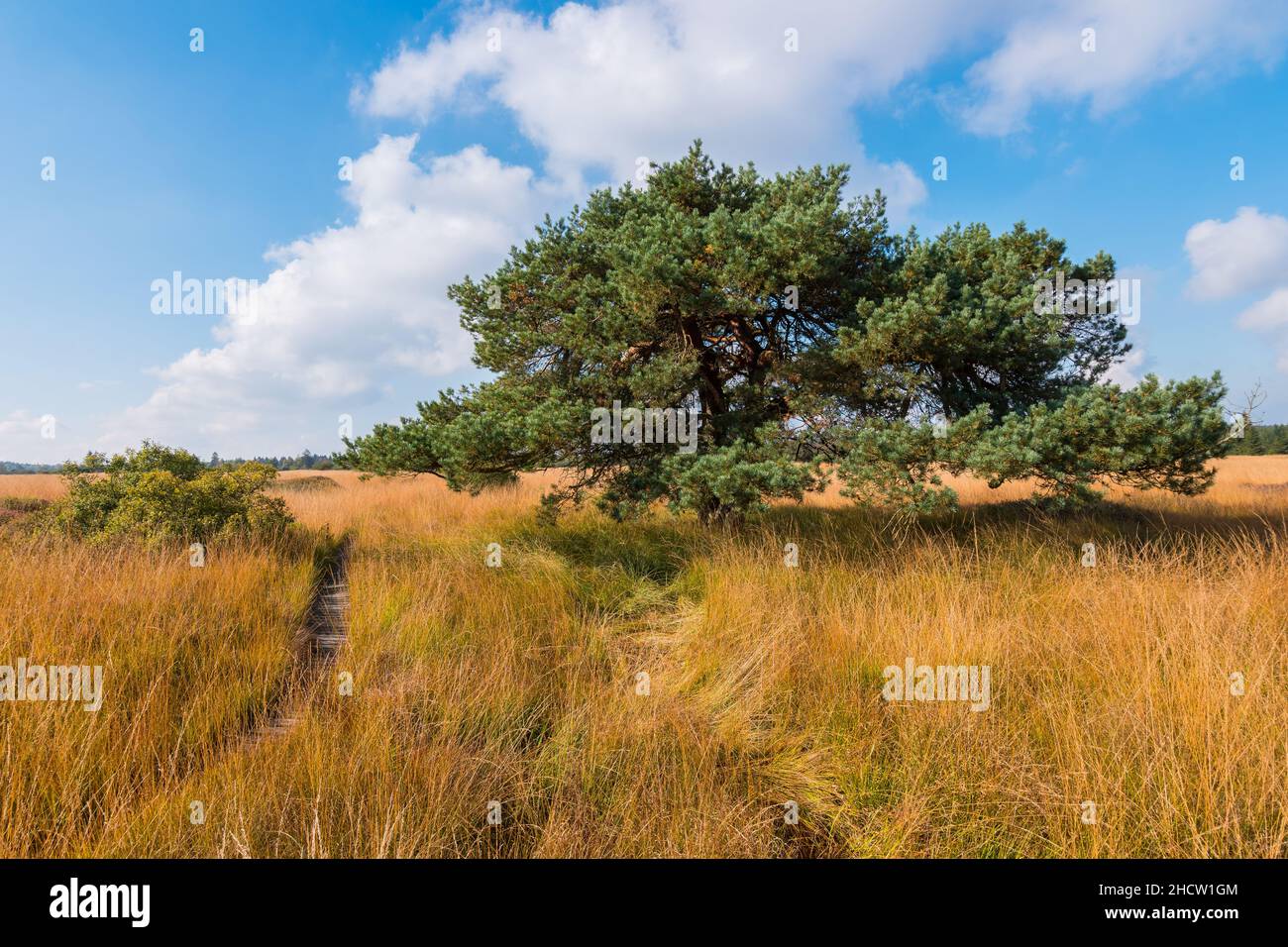 Pino di palude al brughiera alta Fens in autunno, Belgio, Hohes Venn Foto Stock