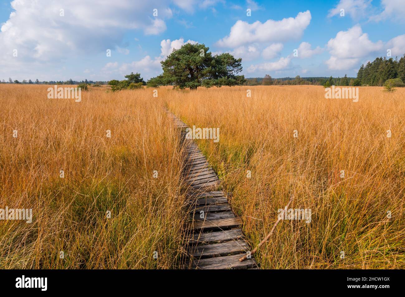 Passerella in legno al Moor High Fens in autunno, Belgio, Hohes Venn Foto Stock