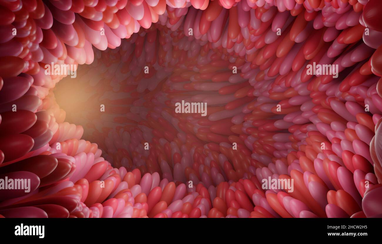 3d resa illustrazione medicalmente accurata dei villi intestinali in un concetto di salute. Microbiologia, anatomia, biologia, scienza, medicina, medico Foto Stock 3d resa illustrazione medicalmente accurata dei villi intestinali in un concetto di salute. Microbiologia, anatomia, biologia, scienza, medicina, medico Foto Stock