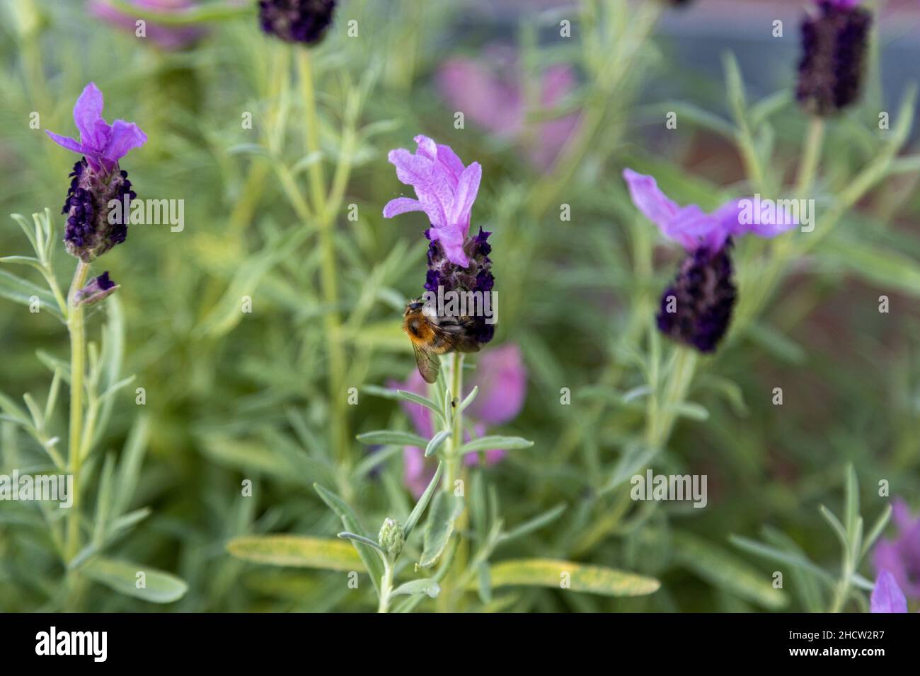 Un'ape cerca il polline su una lavanda crestata lilla, Lavandula stoechas. Foto Stock