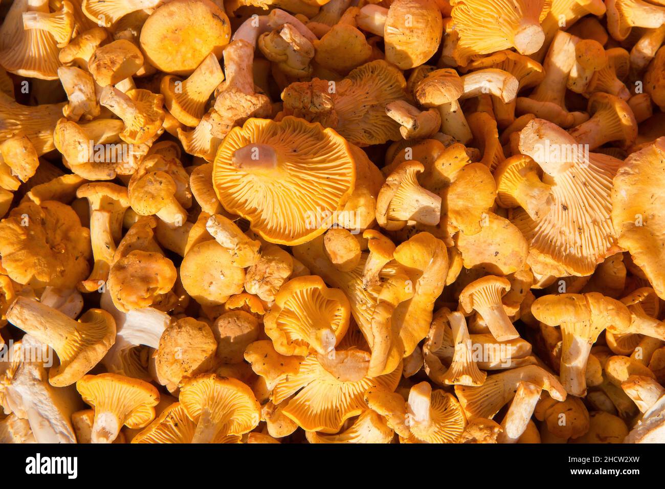 funghi di chanterelle appena sfornati Foto Stock