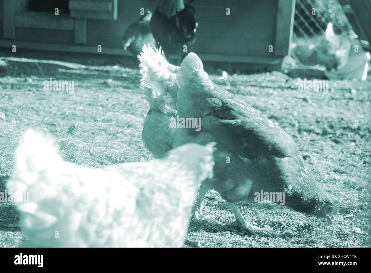 Le galline in un intervallo libero farm. Questo galline producono di prima qualità uova organiche. Foto Stock