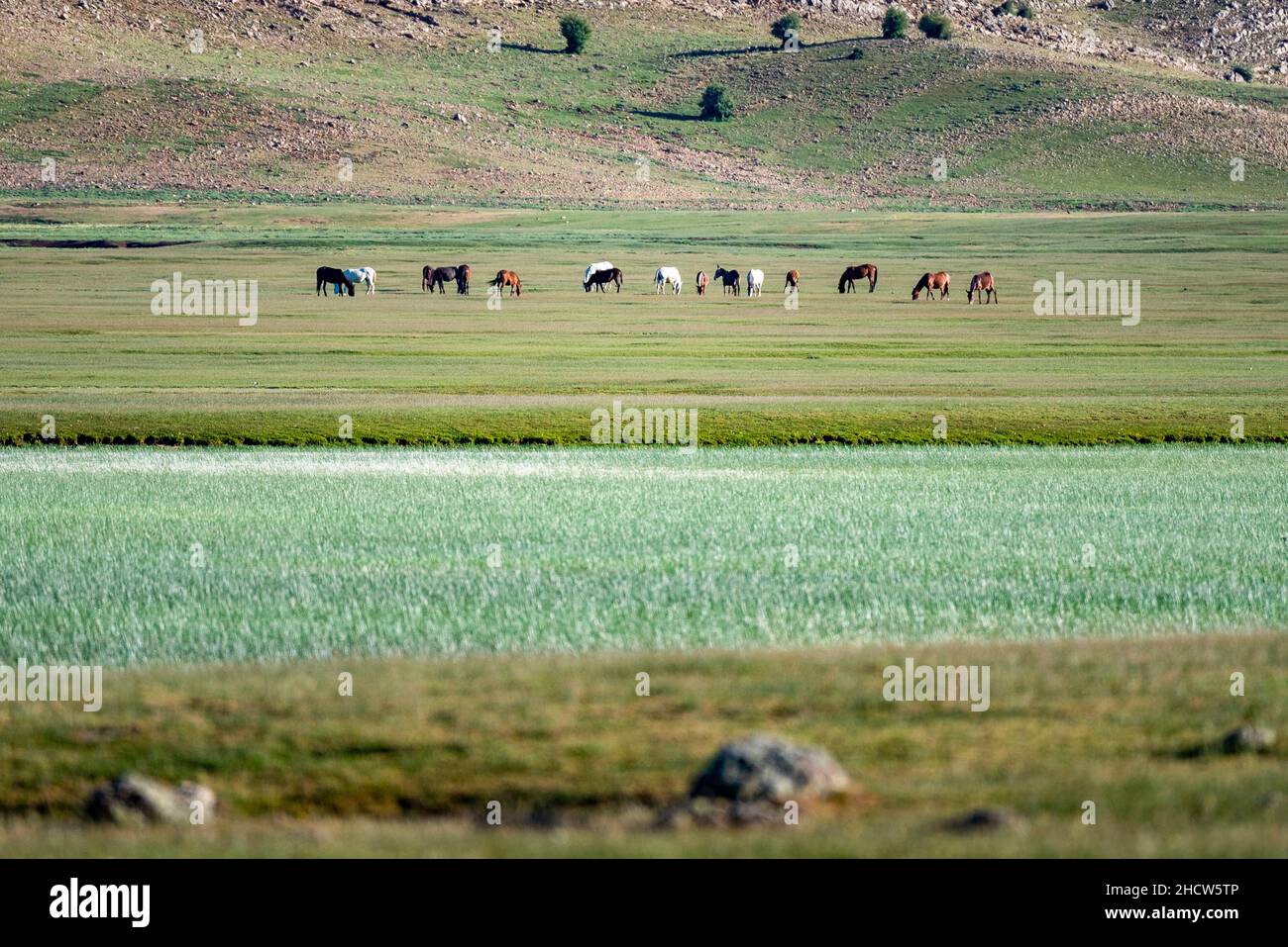 Vicino al lago Afnutrir, un gruppo di cavalli, asini e muli si pascolo in grandi prati. Foto Stock